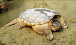 鳄龟圈吃瓜,揭秘吃瓜背后的真相与争议