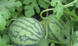 孕妇可以吃噶瓜,孕妇必吃的噶瓜，助力母婴健康