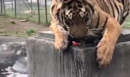 非洲虎吃瓜视频,西瓜大餐大揭秘