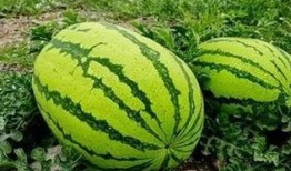 孟一凡吃瓜,揭秘娱乐圈幕后故事