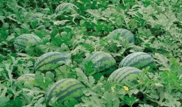 贵州道教吃瓜视频大全,吃瓜视频中的神秘面纱