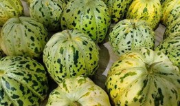 面瓜怎么吃的,探索面瓜的多样美味