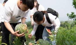 校园吃瓜在哪里吃,揭秘校园内最佳“瓜地”