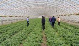 丰收瓜心怎样吃