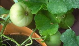 摸鱼吃瓜配图,乐享悠闲时光