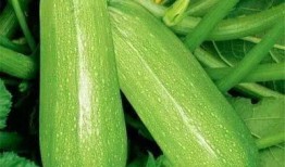 lanzou吃瓜,网络热议背后的真相与反思