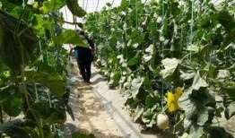 唐山花店吃瓜吃瓜视频,一场网络热议的幕后真相