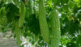 史上最苦吃瓜,挑战味蕾极限的苦味传奇