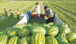 舒兰心声吃大瓜,大瓜背后的故事与真相