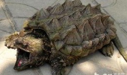 鳄龟圈吃瓜,揭秘吃瓜背后的真相与争议