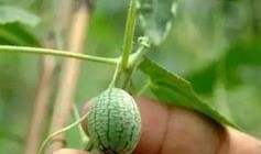 椿子吃瓜不吐皮,探索独特饮食文化