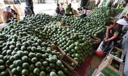 梨花巷吃瓜群众,吃瓜群众的欢乐盛宴