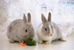 牡丹兔子吃瓜,牡丹兔子与瓜果乐园的奇幻之旅