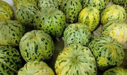 面瓜怎么吃的,探索面瓜的多样美味