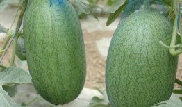 三林崩瓜什么时候吃最好