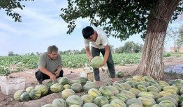 种地少年吃瓜游戏