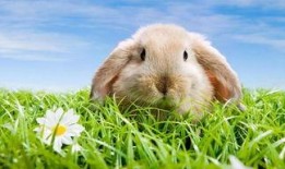 牡丹兔子吃瓜,牡丹兔子与瓜果乐园的奇幻之旅