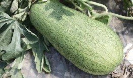 中国吃蜜瓜视频,中国美食视频带你领略甜蜜诱惑