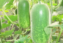 贵州道教吃瓜视频大全,吃瓜视频中的神秘面纱