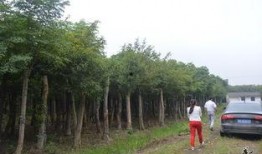 考察苗圃吃瓜视频