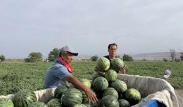 正西吃瓜,揭秘瓜果美食的传奇之旅