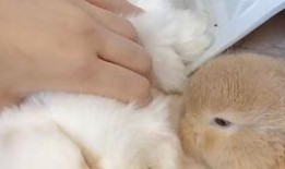 兔子吃秋瓜,兔子欢享美味时光