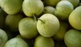 小树瓜怎么吃,解锁美味新体验